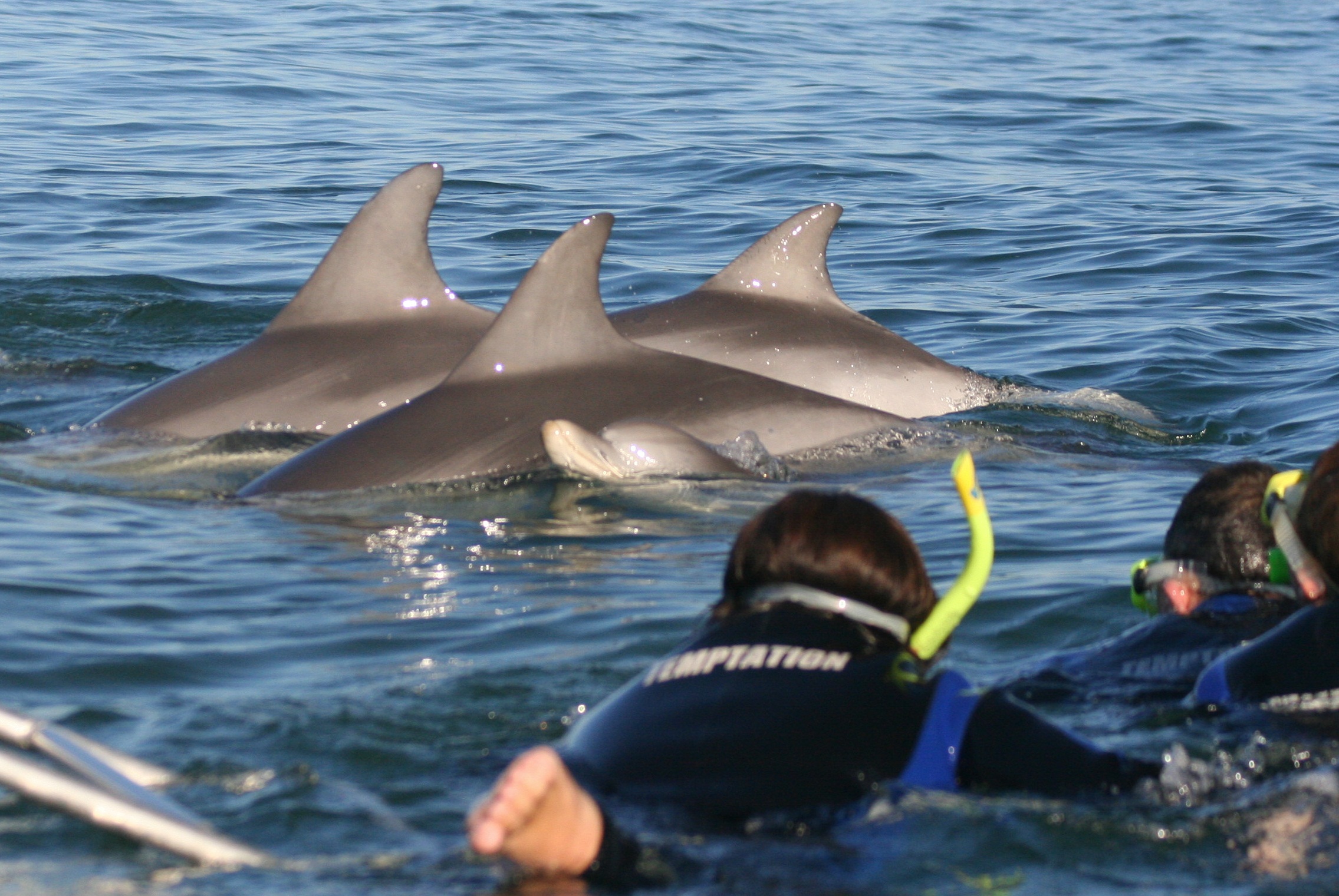 Wild Dolphin Swim